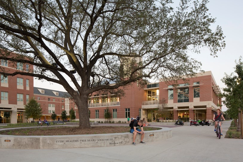 At Baylor University the relocated live oak serves as a cornerstone of the new East Village community.